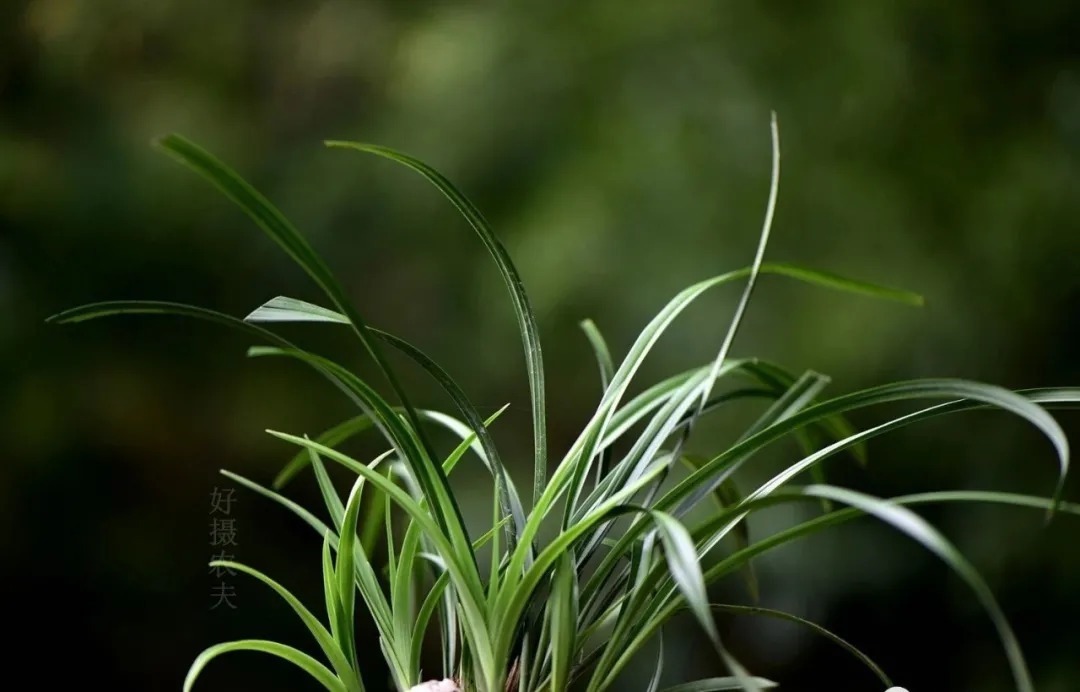 兰花浇水，“干透再浇”和“想浇就浇”，哪个更好？