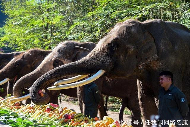 大象群 云南大象群为何要“一路向北”中科院专家或许和太阳风暴有关