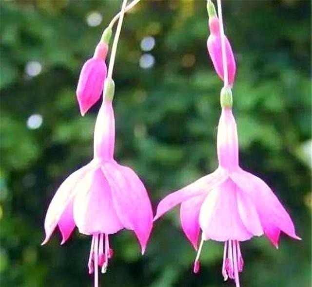 倒挂金钟|别养长寿花君子兰了,室内养花就选它,四季开花,过年挂满红灯笼