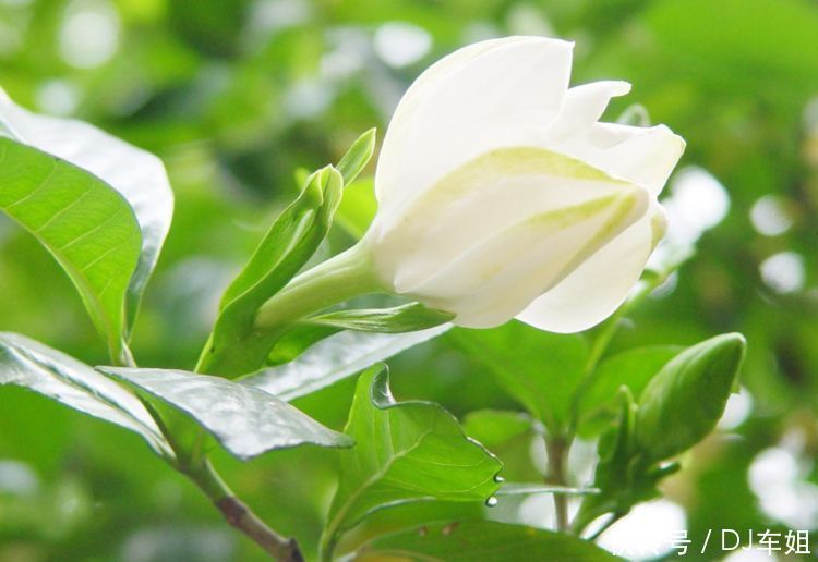 从4月25日开始,家养此款花卉,层层交叠,一年四季开花不断