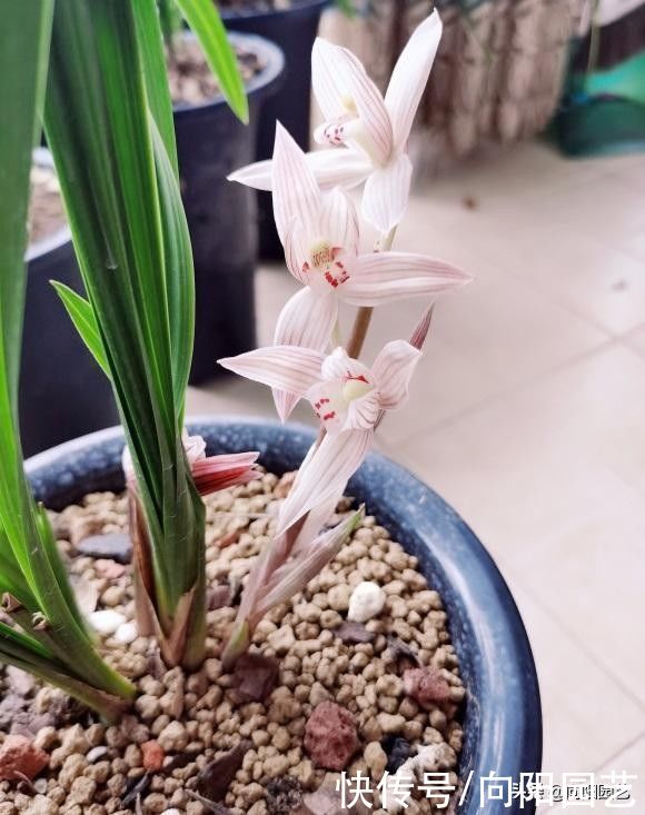 兰草真抗旱，放在老家的兰草，2个月没浇水，叶子依然挺拔