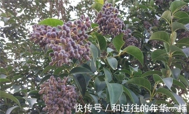 农村|路边就有的便秘偏方,农村城市人都视而不见!