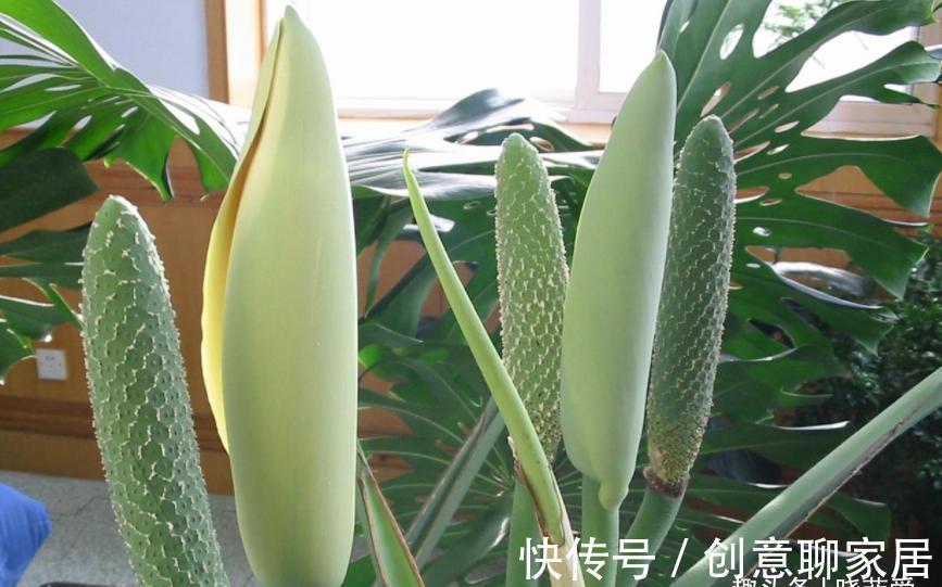 金钱树|6种植物,花开富贵“好兆头”,能养开花“不简单”