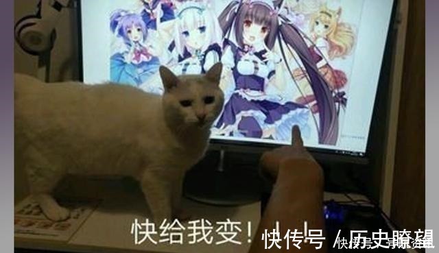 兽耳娘|想让猫咪变成人变是不可能的,但画师可以将其画出来!
