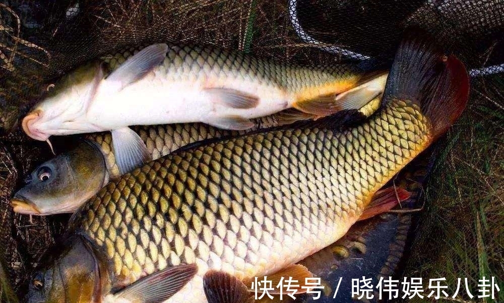 野钓鲤鱼没有秘诀,掌握这几个技巧,新手也能有收获