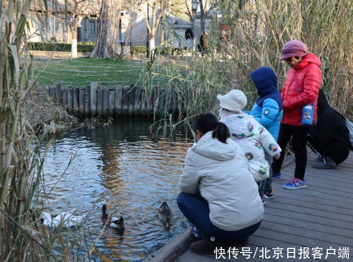 黑天鹅夫妇|三里河水面又结冰了，网红公园里的黑天鹅如何过冬？