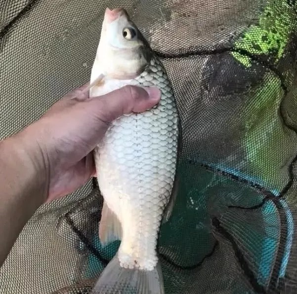 为啥你每次钓得不多?因为台钓的这个“精髓”,被你忘记了