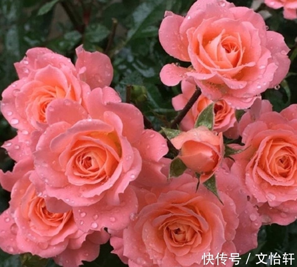 品种|100个月季品种,千姿百态,每个都很漂亮,图名并茂,值得收藏