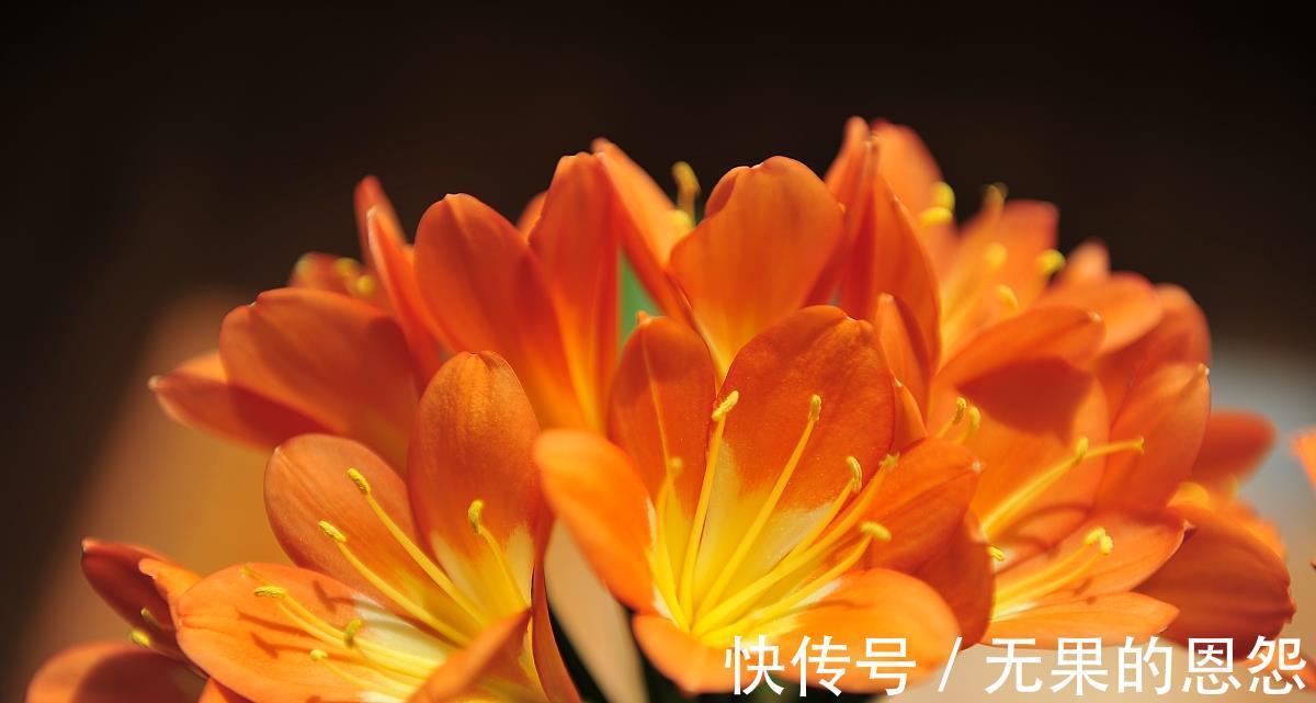 三角梅|进入秋天，10种花很喜欢磷酸二氢钾，早点喂饱，好处多多
