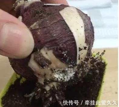 根全烂了别扔,这样做,分分钟把花救活!