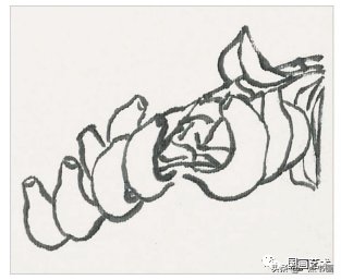 教程@图文教程——芭蕉画法