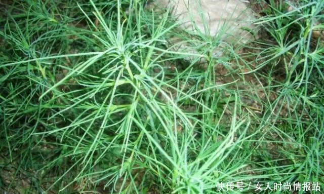 中年|5种野菜被误解最深,其价值珍贵却沦为杂草,遇见别放过