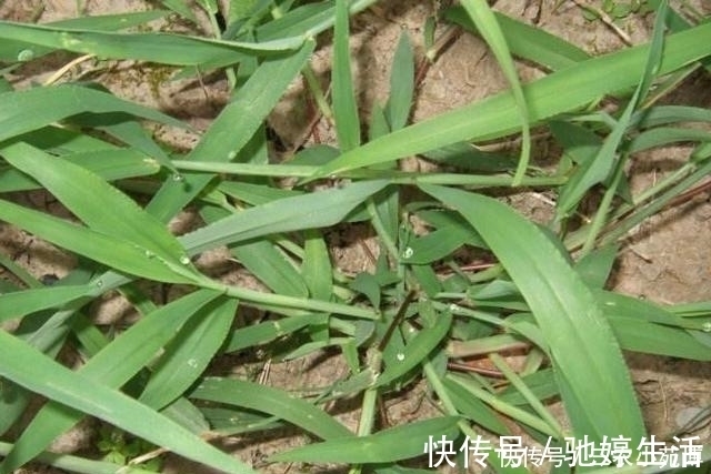 野草|生长在墙角边的野草,是牲畜的上好饲料,殊不知价值珍贵用途广