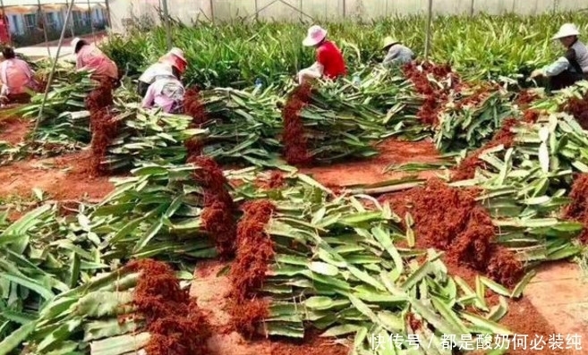 都是非常|火龙果原来是这样长出来的,很多人都不知道,长见识了