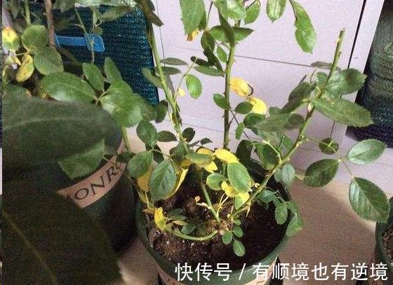 月季花杜鹃花栀子花总是养不活教你一招,连开3个月!