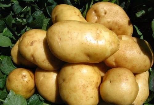 仙人掌果|女性养生常吃的三种食物,营养丰富,降压减脂,增强抵抗力