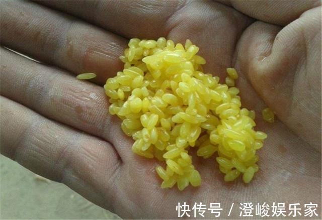 饵料|黄豆粉钓鲫鱼有奇效，再配上酒米做窝料，夏季钓鲫鱼的黄金搭档
