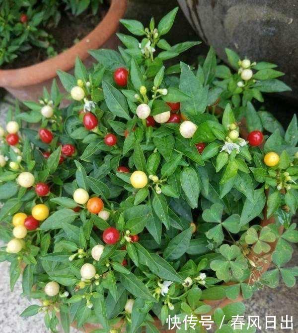 室内|不宜养在家中室内的8种花,再美也别养,如果有快搬出去