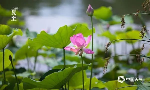 夏天|夏天也有“数九”夏九九了解一下？