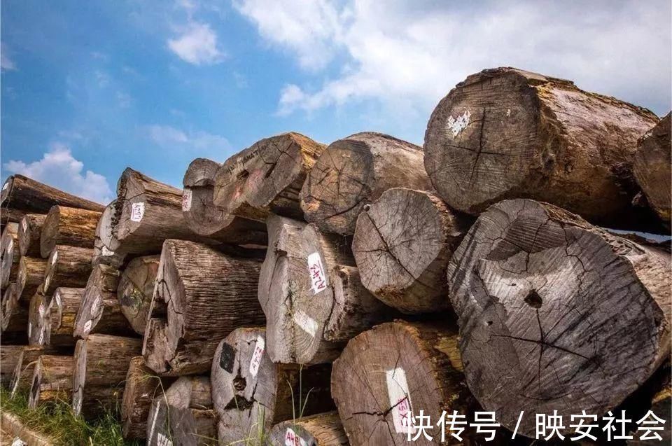 花梨木|缅甸花梨(大果紫檀),这匹“黑马”竟具备六大优点!