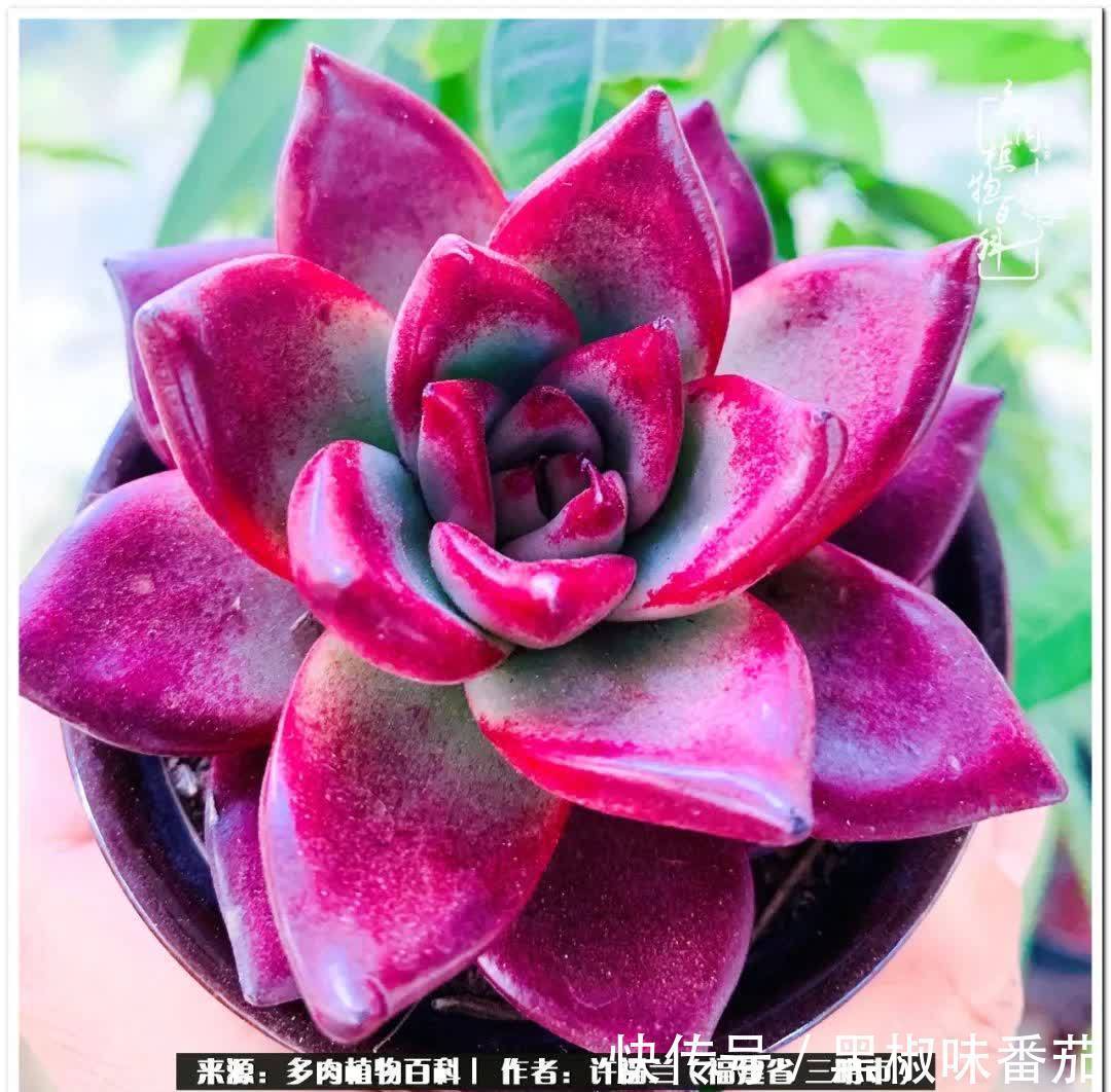 尖尖|养多肉两年,美丽与赏心悦目并存!