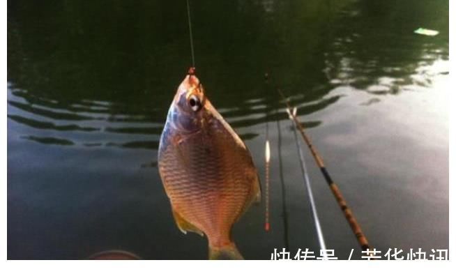 夏钓|自从发现这饵料用法,夏钓再难也照样爆护,莫忽视