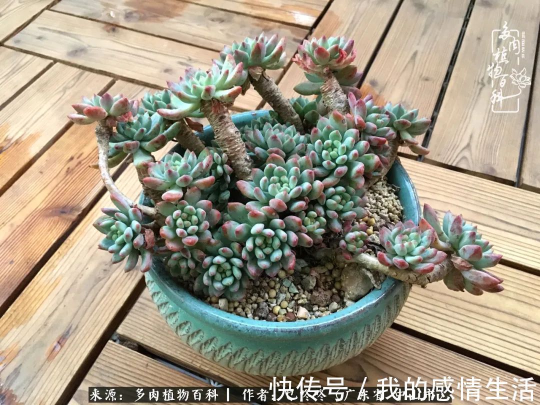 养多肉的路上患得患失，却依然如最初般热爱！