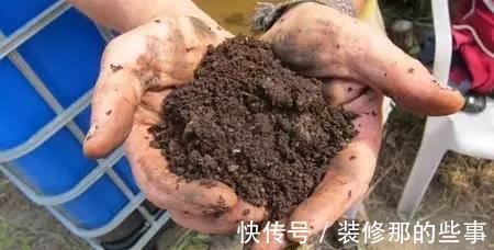 番茄|小苏打也能用来养花,效果那叫一个杠杠的好