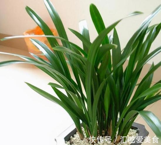 兰花怎么养，做好这些，开花多又香