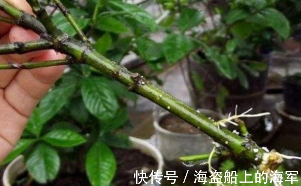 扦插|生根剂不用买,3种小东西做成生根水,也能使插穗快速生根