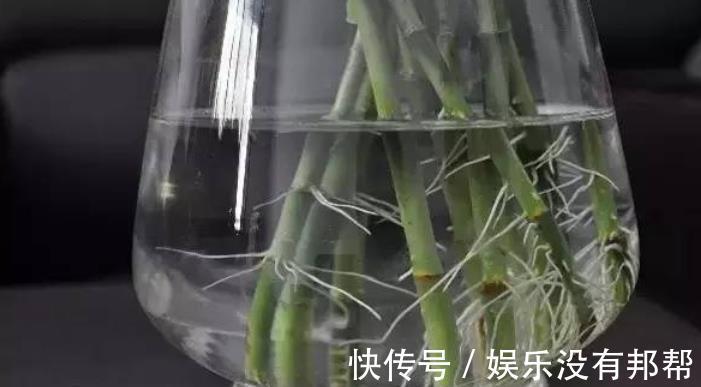 主干|水培富贵竹,春节前后养不活,聪明人都玩养成,在夏秋入手