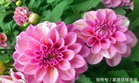 不管有没有钱，正月二十八养4种“聚财花”，牛年纳福财运旺