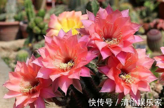 仙人掌|“3种花”最适合懒人养，1个月不浇水，越长越旺，开出漂亮的花朵