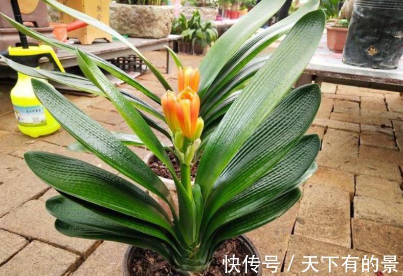 花友|3种花秋天“睡醒后”，及时喂点大补肥，才能长得壮开爆花
