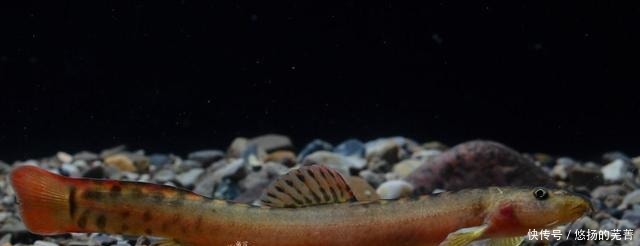 特色菜|此鱼十几年前小溪里随处可见,长得很像泥鳅,如今很难看到野生的!