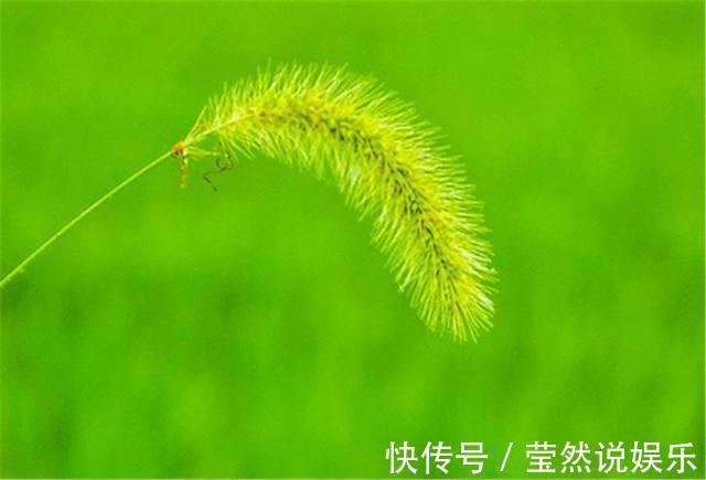 庄稼|别再把狗尾巴草给扔了,它的这些养生功效,你都知道多少