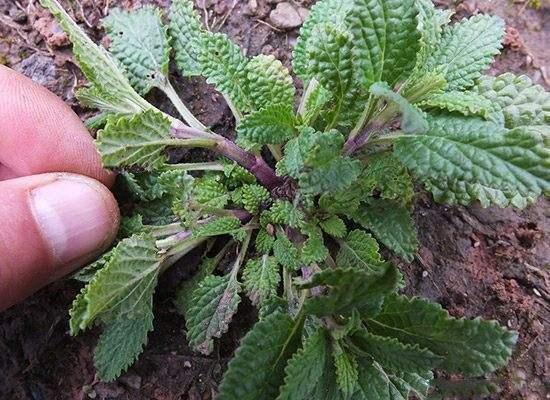 代茶饮|农村此野草，常用来泡水喝，不感冒了，止咳化痰，你认识吗