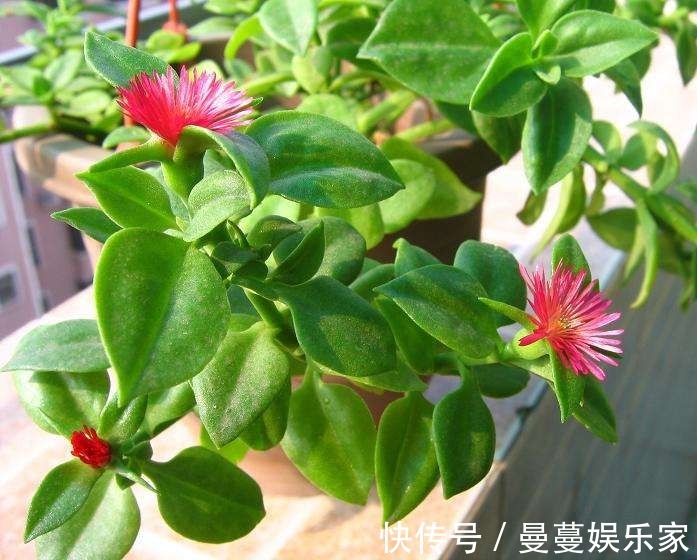 吊兰|叶上爬满小金鱼这款吊兰贼好养，用它喷一喷就开花！