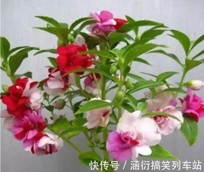最值得养的花，种植容易，漂亮不输牡丹玫瑰，四季开花，花香四溢
