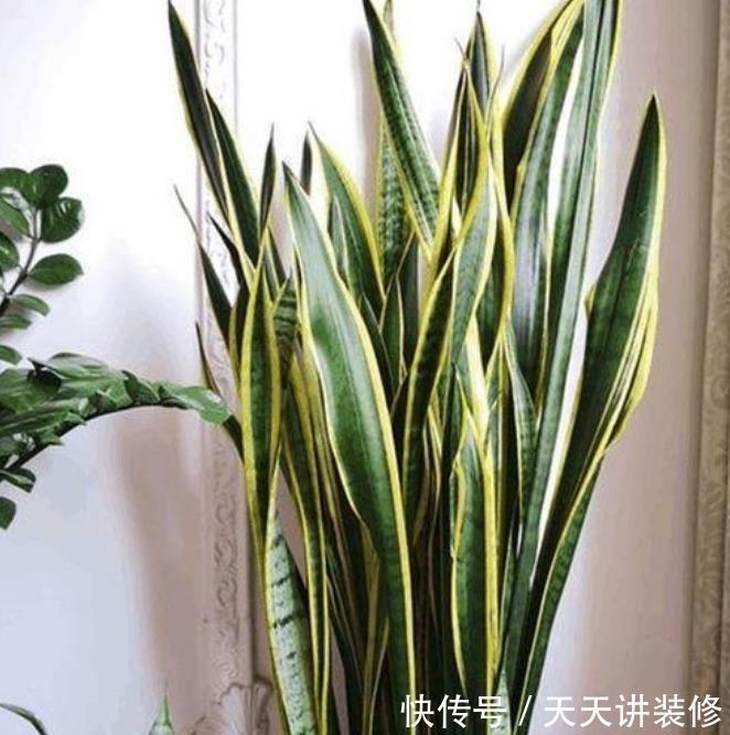 修剪|3种花,最适合养卧室,释放氧气助睡眠,一觉睡到天亮