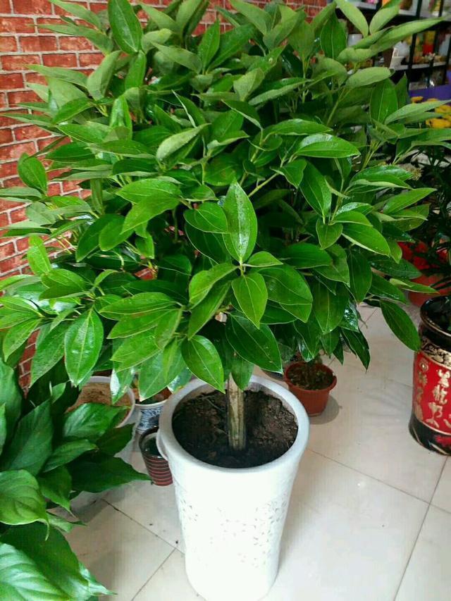 花卉|客厅养花选择6种树,自带财气,叶片油绿,旺财、旺人