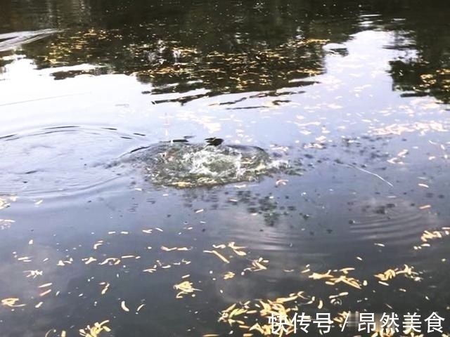 怪事|钓鱼圈的这几个“怪事”,大部分钓鱼人都遇到过