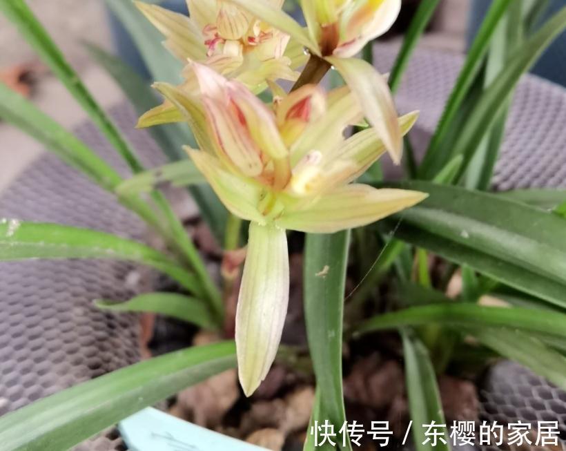 “高岭之花”兰花，家庭盆栽，为什么总爱黄叶病变？