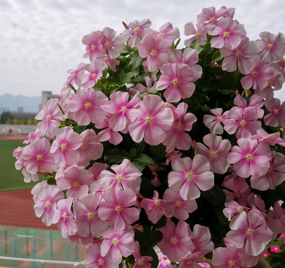 温度|冬天养盆“小泼辣”花,只要温度撑得住,365天全是花