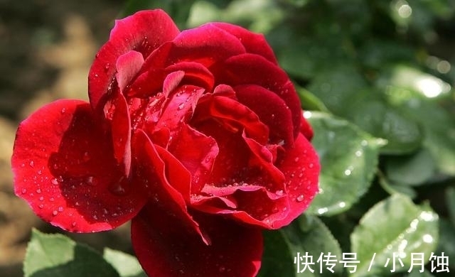 冬季养月季花,做好4要点,顺利越冬,来年开花多又艳