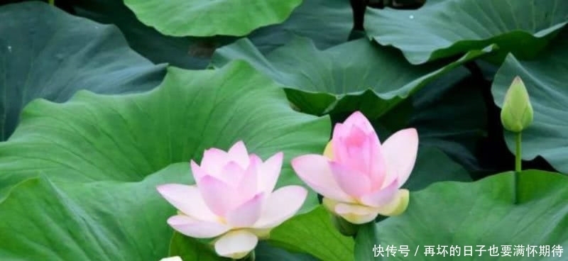 难怪卢照邻不服王勃,读他这首诗就知道,他的才华完全不输于王勃