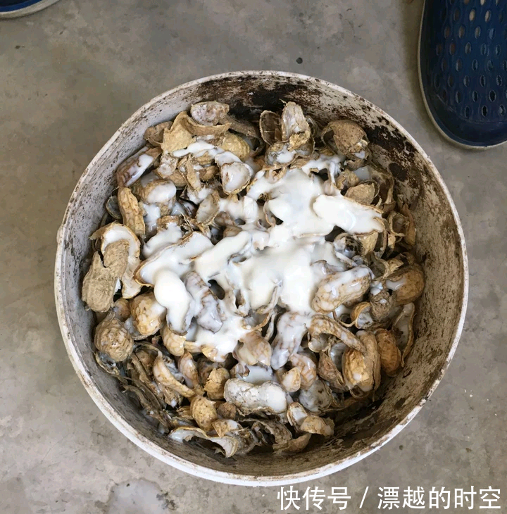 吊兰|养花加点“花生壳”，提前“多做1步”，土壤疏松肥沃，养啥旺啥