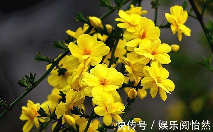 花朵|养一盆在家,四季常开花,室内也能种,花色繁多易爆盆