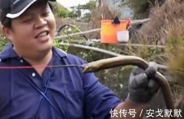 大鱼|男子花费5个多小时呆在臭水沟,竟然只为了带到这条金色的大鱼!