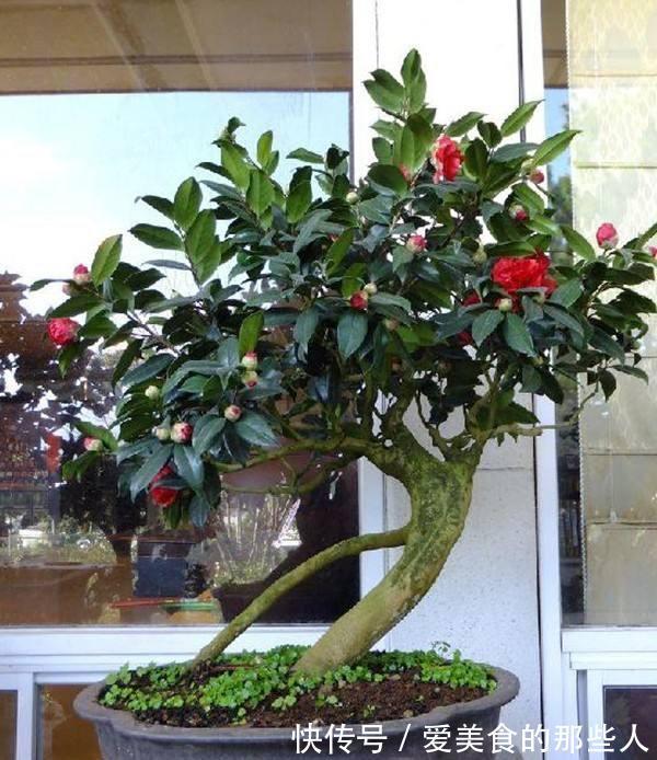 3种花,真的不怕寒冷,零度也能开花、很灿烂花很多特别美